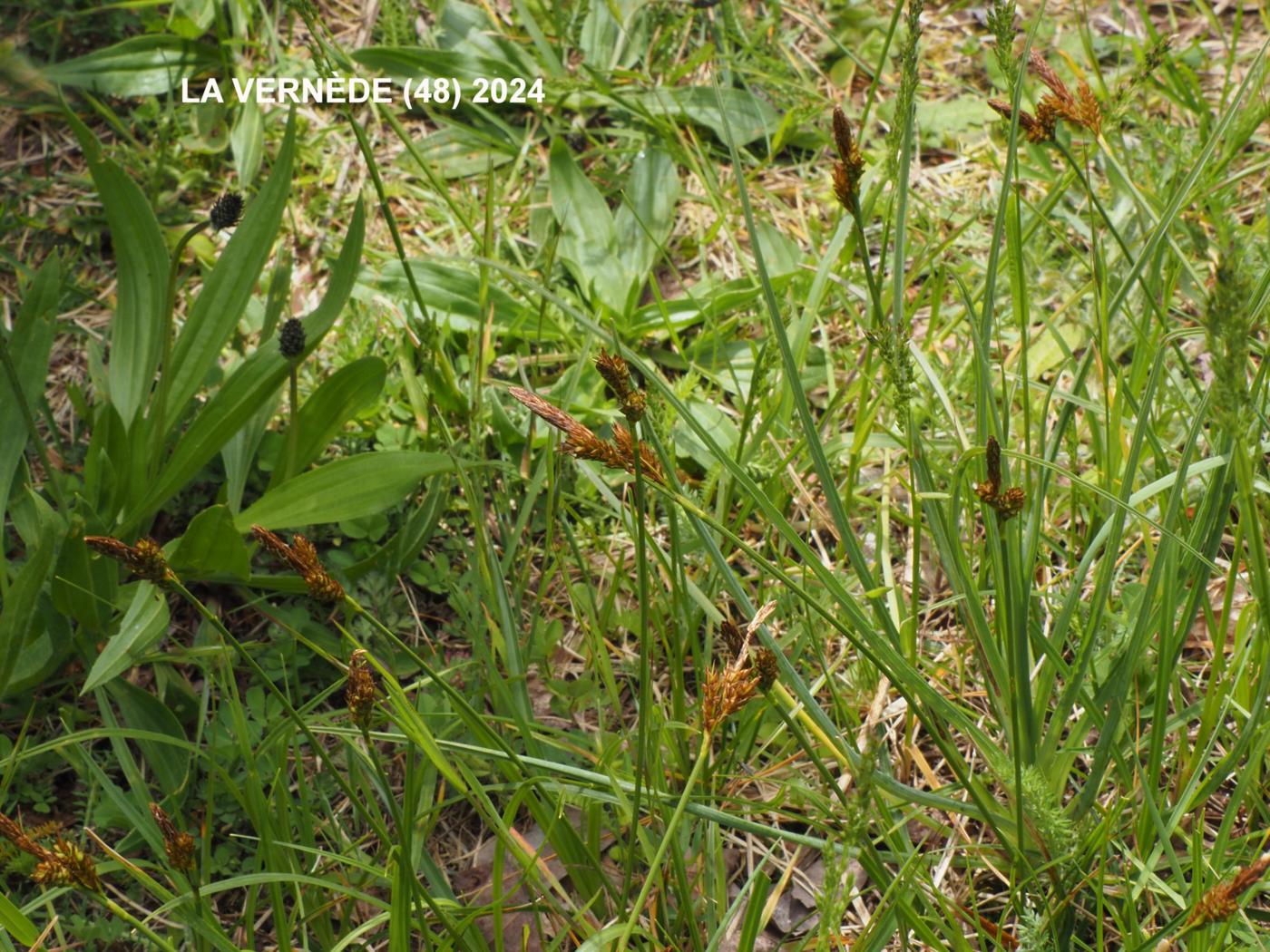 Sedge, Spring plant